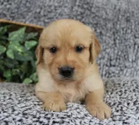 Black Boy 2, a male Golden Retriever for sale in Montezuma, GA – 3 of 4