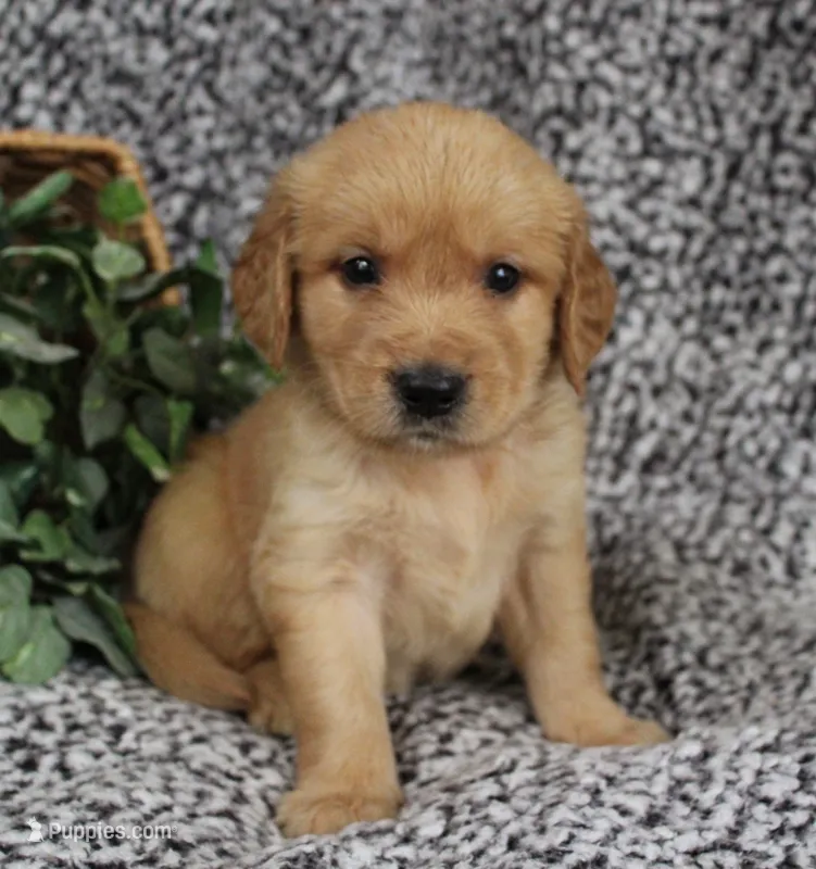 Brown Boy 2 – Golden Retriever puppy for sale in Montezuma, GA
