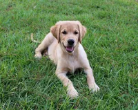 Green Boy 2, a male Golden Retriever for sale in Montezuma, GA – 3 of 5