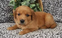 Orange Boy 2, a male Golden Retriever for sale in Montezuma, GA – 3 of 4