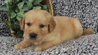 Red Boy 2, a male Golden Retriever for sale in Montezuma, GA – 3 of 4