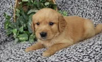 Brown Boy 2, a male Golden Retriever for sale in Montezuma, GA – 2 of 4