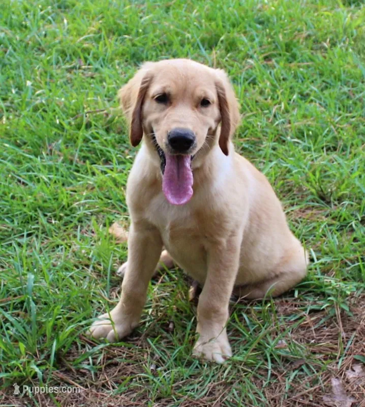 Red Boy 2 – Golden Retriever puppy for sale in Montezuma, GA