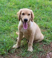Red Boy 2, a male Golden Retriever for sale in Montezuma, GA – 1 of 6