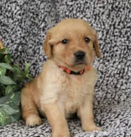 Orange Girl 2, a female Golden Retriever for sale in Montezuma, GA – 2 of 4