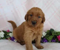 Yellow Girl 1, a female Golden Retriever for sale in Montezuma, GA – Photo 4 of 5