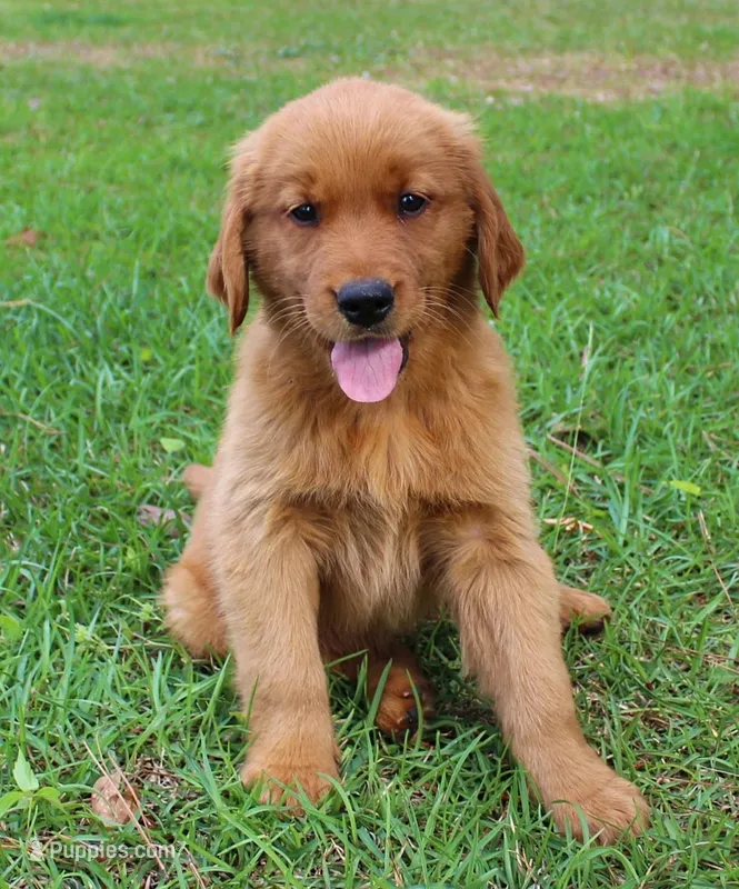 Yellow Girl 1 – Golden Retriever puppy for sale in Montezuma, GA