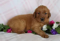 Yellow Girl 1, a female Golden Retriever for sale in Montezuma, GA – Photo 3 of 5