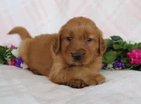 Yellow Girl 1, a female Golden Retriever for sale in Montezuma, GA – Photo 2 of 5
