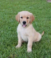 Green Boy 2, a male Golden Retriever for sale in Montezuma, GA – 2 of 6