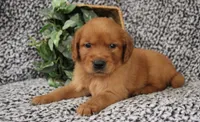 Brown Girl 2, a female Golden Retriever for sale in Montezuma, GA – 3 of 4