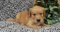 Blue Girl 2, a female Golden Retriever for sale in Montezuma, GA – 3 of 4