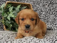 Orange Boy 2, a male Golden Retriever for sale in Montezuma, GA – 2 of 4