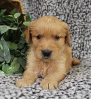 Blue Girl 2, a female Golden Retriever for sale in Montezuma, GA – 2 of 4