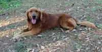 Black Boy 1, a male Golden Retriever for sale in Montezuma, GA – 5 of 5