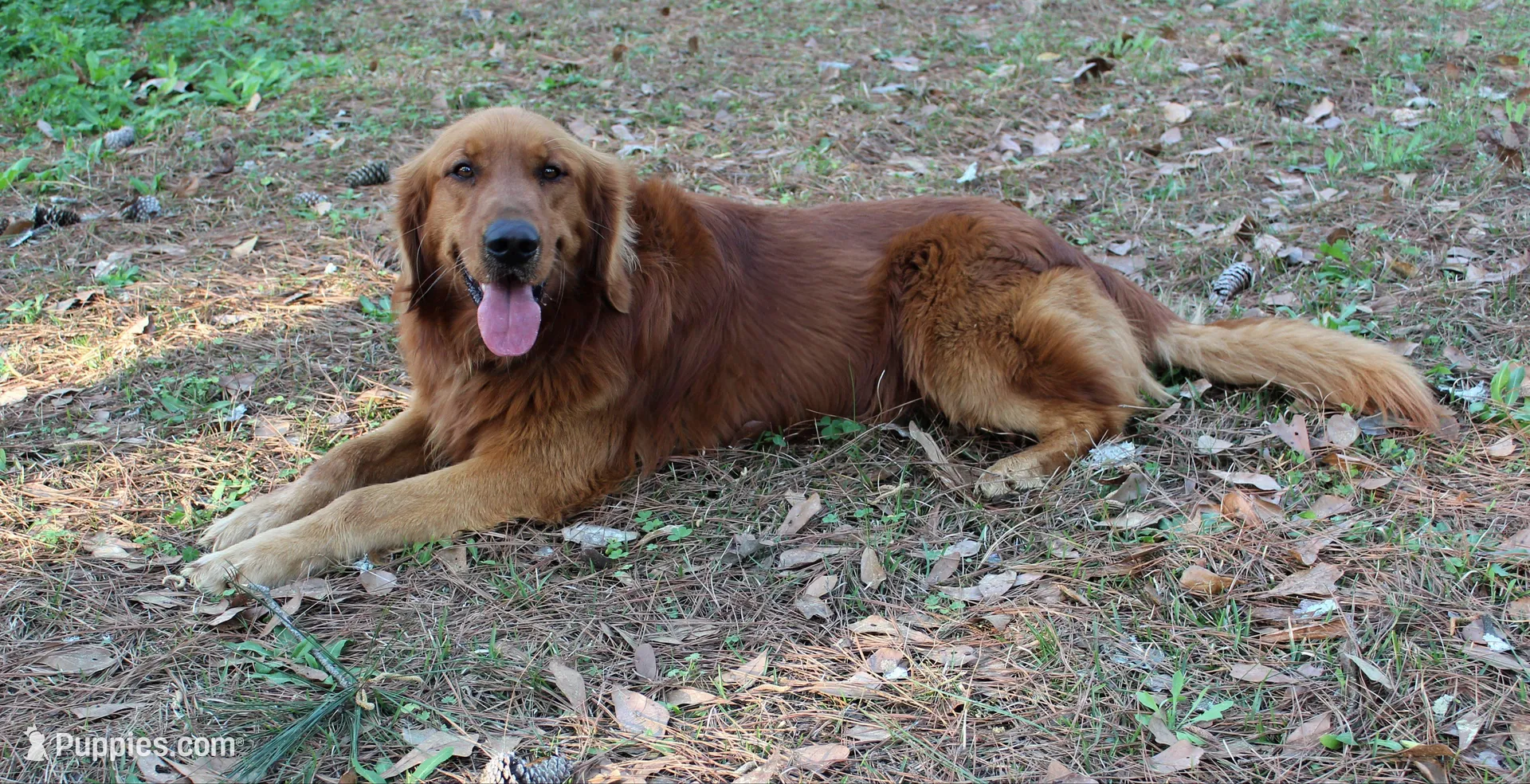 Red Boy 1, a male Golden Retriever for sale in Montezuma, GA – Photo 4 of 4