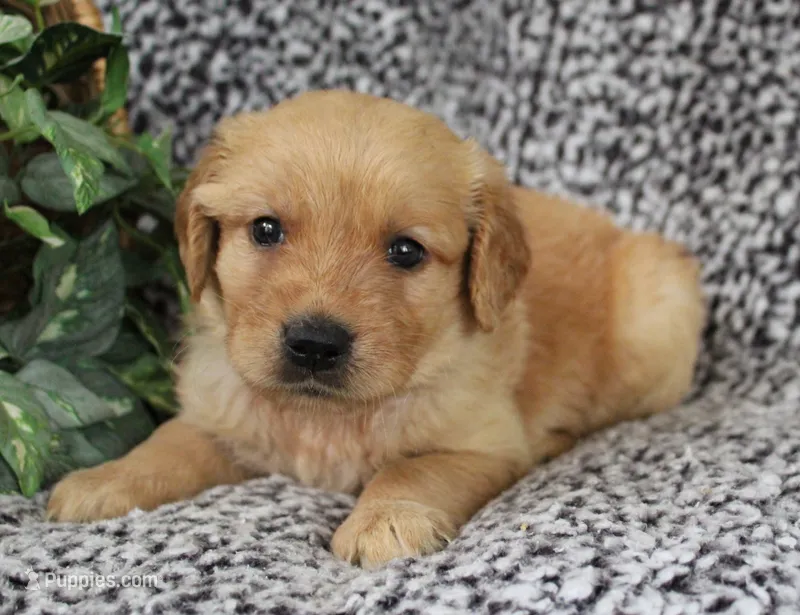 Orange Girl 2 – Golden Retriever puppy for sale in Montezuma, GA