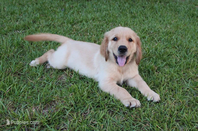 Red Boy 2 – Golden Retriever puppy for sale in Montezuma, GA