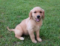 Orange Girl 2, a female Golden Retriever for sale in Montezuma, GA – 2 of 7