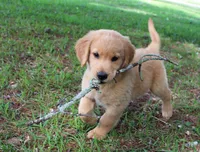 Black Boy 1, a male Golden Retriever for sale in Montezuma, GA – 3 of 5