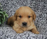 Blue Boy 2, a male Golden Retriever for sale in Montezuma, GA – 2 of 4