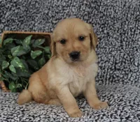 Black Boy 2, a male Golden Retriever for sale in Montezuma, GA – 2 of 4
