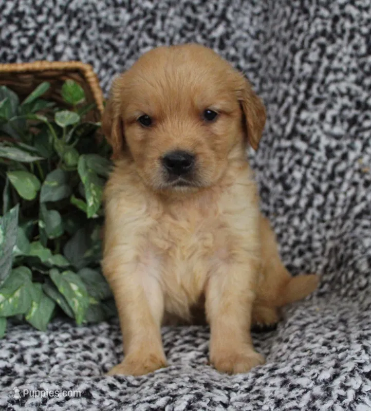 Blue Boy 2 – Golden Retriever puppy for sale in Montezuma, GA