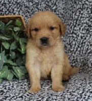 Blue Boy 2, a male Golden Retriever for sale in Montezuma, GA – 1 of 4