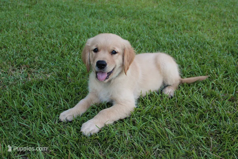Green Boy 2 – Golden Retriever puppy for sale in Montezuma, GA