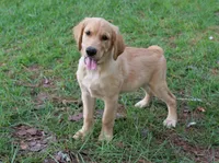 Red Boy 2, a male Golden Retriever for sale in Montezuma, GA – 4 of 6