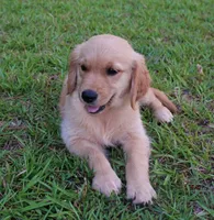 Orange Girl 2, a female Golden Retriever for sale in Montezuma, GA – 3 of 7