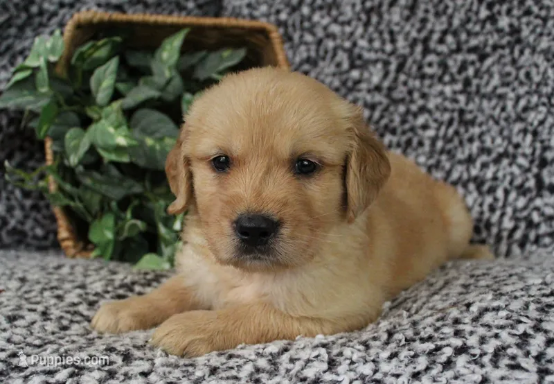 Black Boy 2 – Golden Retriever puppy for sale in Montezuma, GA