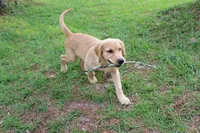 Red Boy 2, a male Golden Retriever for sale in Montezuma, GA – 3 of 6