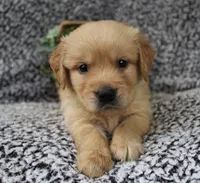 Green Boy 2, a male Golden Retriever for sale in Montezuma, GA – 2 of 4
