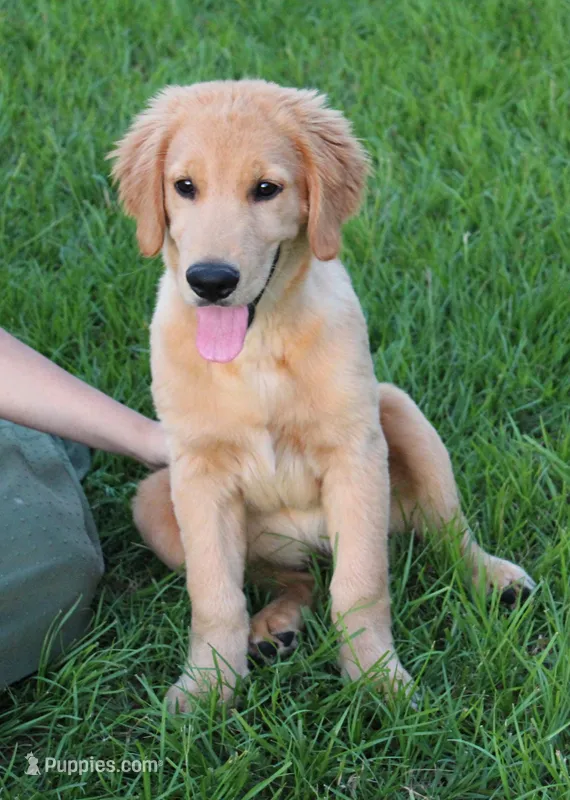 Black Boy 1 – Golden Retriever puppy for sale in Montezuma, GA