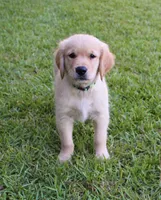 Green Boy 2, a male Golden Retriever for sale in Montezuma, GA – 4 of 6