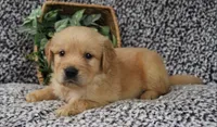Green Boy 2, a male Golden Retriever for sale in Montezuma, GA – 3 of 4