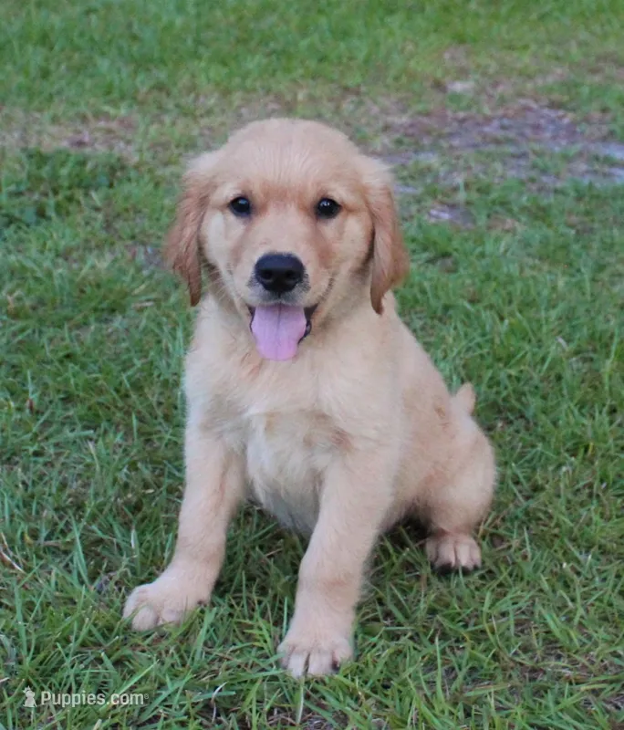 Blue Boy 2 – Golden Retriever puppy for sale in Montezuma, GA