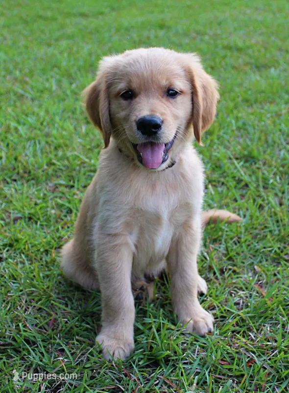 Brown Boy 2 – Golden Retriever puppy for sale in Montezuma, GA