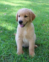 Black Boy 1, a male Golden Retriever for sale in Montezuma, GA – 1 of 5