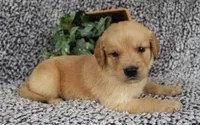 Pink Girl 2, a female Golden Retriever for sale in Montezuma, GA – 3 of 4