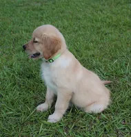 Green Boy 2, a male Golden Retriever for sale in Montezuma, GA – 3 of 6
