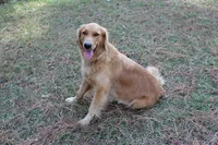 Orange Boy 2, a male Golden Retriever for sale in Montezuma, GA – 4 of 4