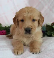 Green Boy 1, a male Golden Retriever for sale in Montezuma, GA – Photo 3 of 4