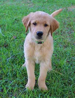 Green Boy 1, a male Golden Retriever for sale in Montezuma, GA – 3 of 6