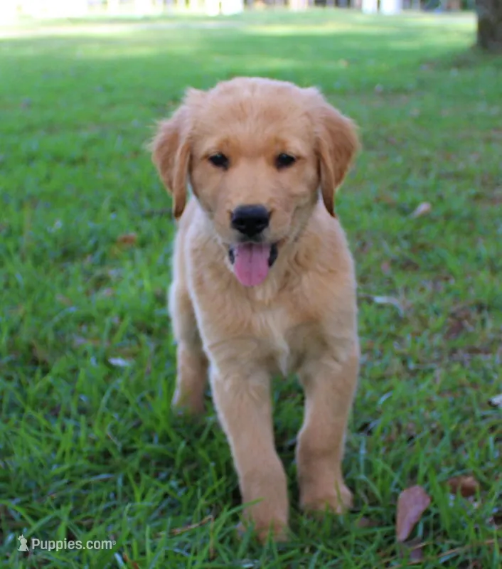 Green Boy 1 – Golden Retriever puppy for sale in Montezuma, GA