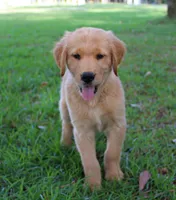 Green Boy 1, a male Golden Retriever for sale in Montezuma, GA – 2 of 6