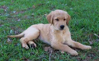 Green Boy 1, a male Golden Retriever for sale in Montezuma, GA – 4 of 6