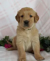 Green Boy 1, a male Golden Retriever for sale in Montezuma, GA – Photo 2 of 4
