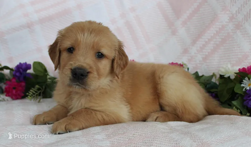 Green Boy 1 – Golden Retriever puppy for sale in Montezuma, GA
